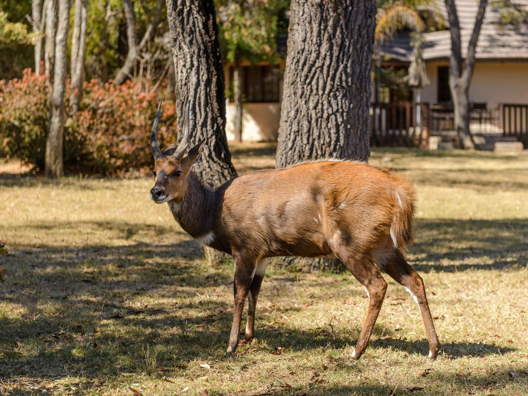 Waterberg Game Park Villa Mokopane Ngoại thất bức ảnh